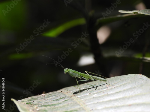 A beautiful Green Praying Mantis resting on a leaf 