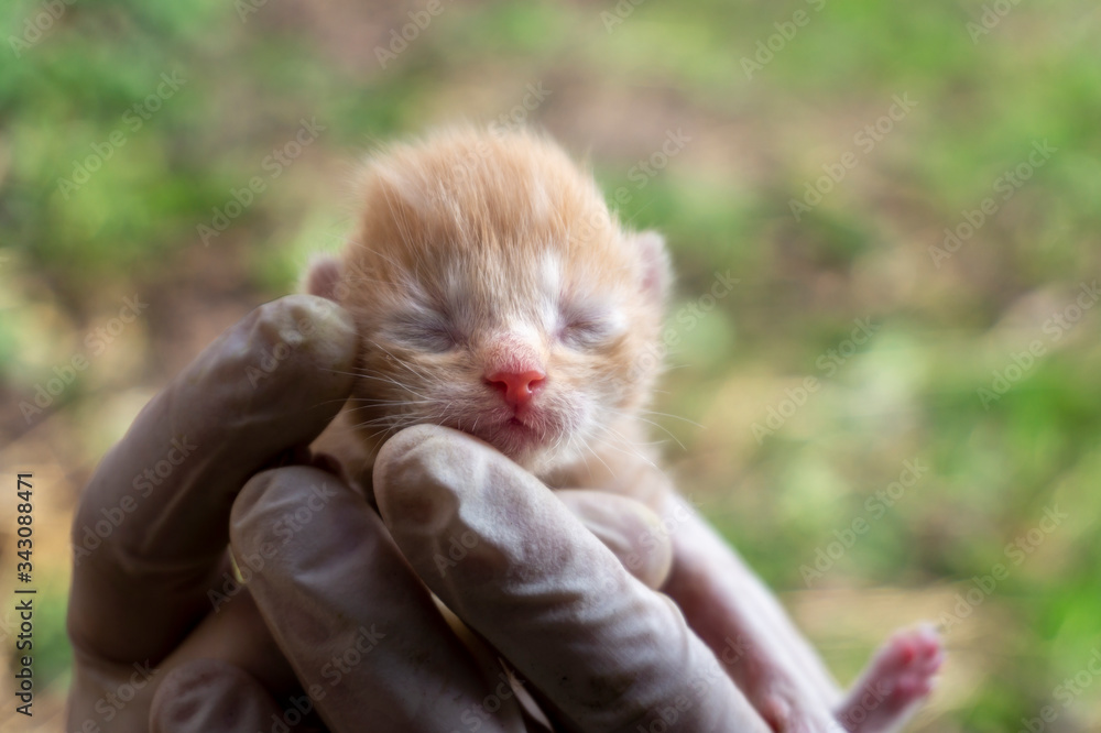 Person holding a tiny ginger kitten with shut eyes