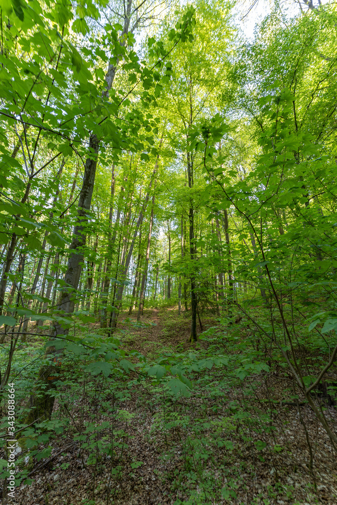 Fototapeta premium Wald beim Donaudurchbruch Kehlheim im Frühling bei Sonnenschein