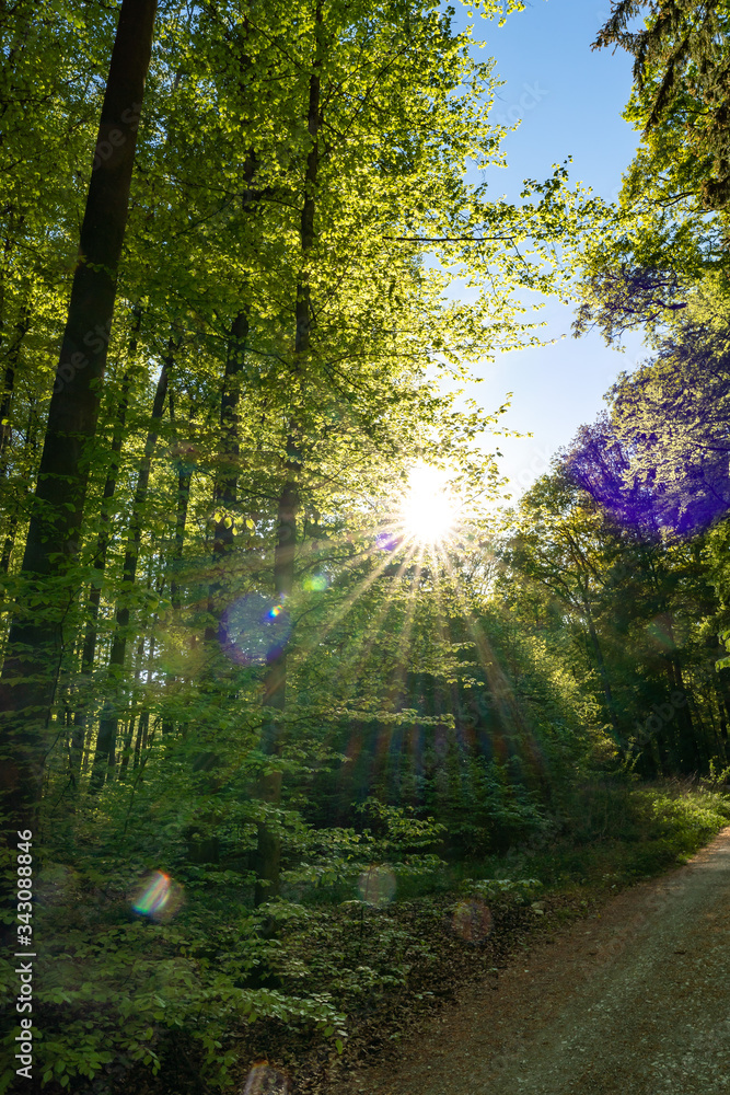 Wald beim Donaudurchbruch Kehlheim im Frühling bei Sonnenschein Wald beim Donaudurchbruch Kehlheim im Frühling bei Sonnenschein