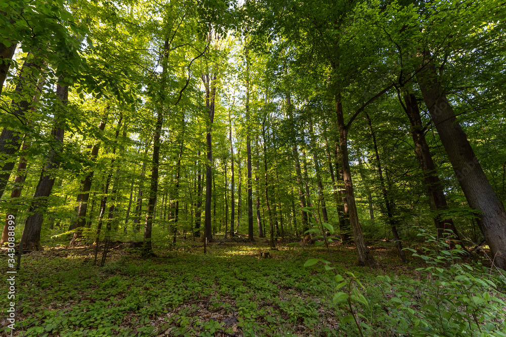 Wald beim Donaudurchbruch Kehlheim im Frühling bei Sonnenschein Wald beim Donaudurchbruch Kehlheim im Frühling bei Sonnenschein