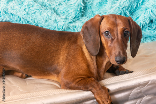 A brown dachshund lies on the bed with its paw down. The red dachshund is carefully looking at the camera. Smart dog eyes © NataliaSavilova