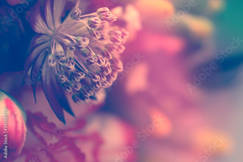 Blume mit Textfreiraum als Hintergrund