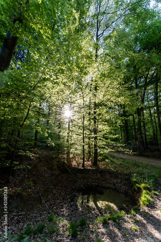 Wald beim Donaudurchbruch Kehlheim im Frühling bei Sonnenschein