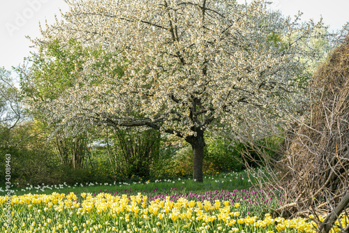 Fototapeta Naklejka Na Ścianę i Meble -  Spring landscape with  blooming trees and colourful flowers