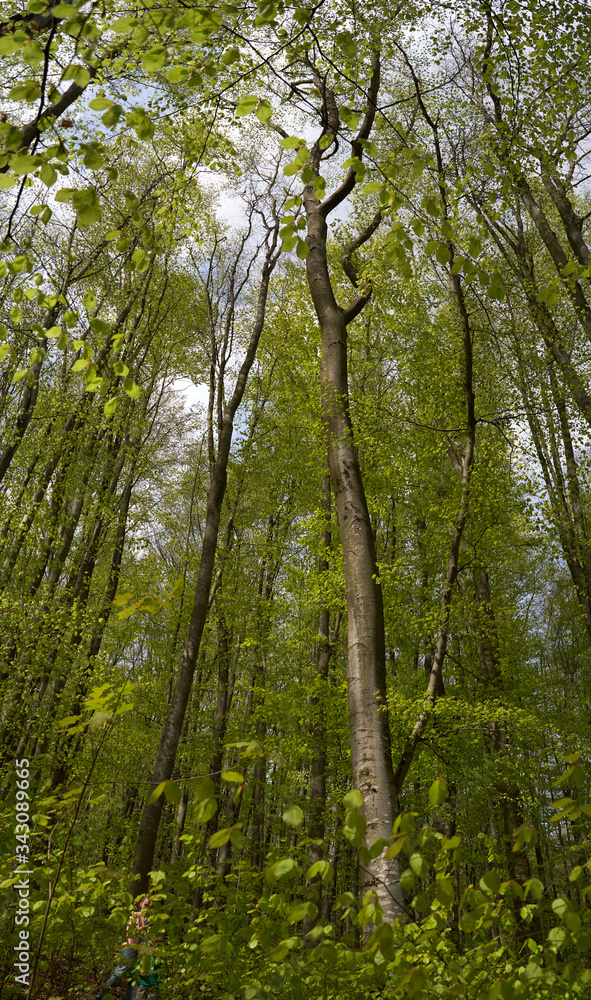 beech forest in the Carpathians in spring beech forest in the Carpathians in spring
