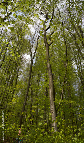 beech forest in the Carpathians in spring