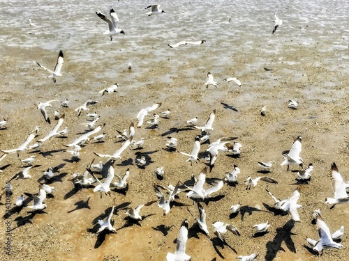 Seagull Series: 