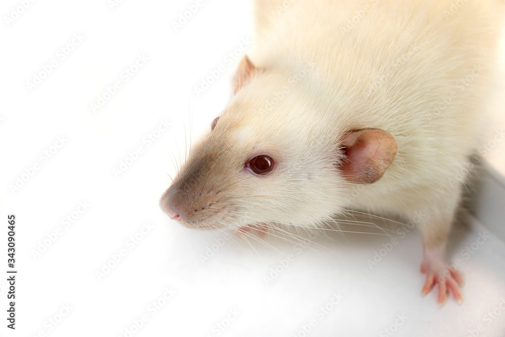 Seamese rat on the white background halfway clouse up Seamese rat on the white background halfway clouse up