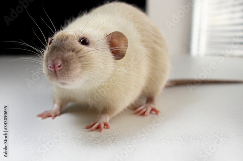 Siamese rat with cute nose on the table 