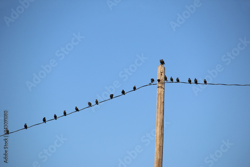 Photography A group of small black birds sitting in a line next to each other on a telephone wire set against a clear blue sky