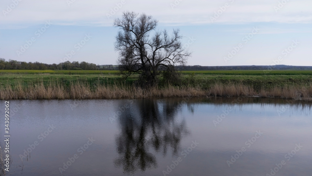 The lonely tree is reflected in river water. Against the background of sky and field
