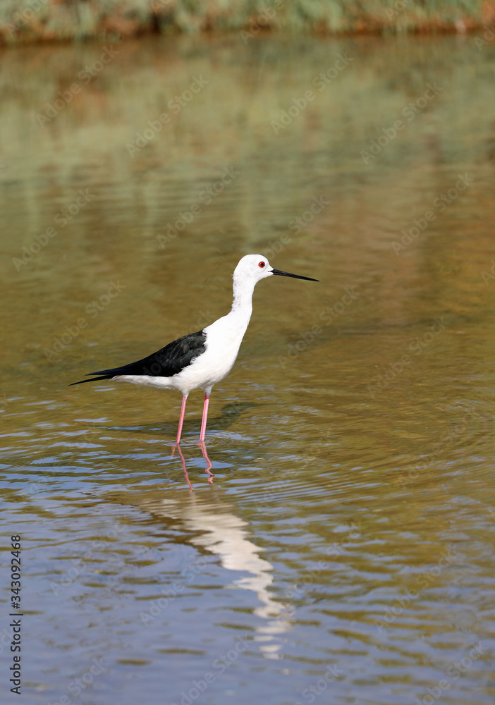 bird called black-winged stilt.. in the pond in spring bird called black-winged stilt.. in the pond in spring