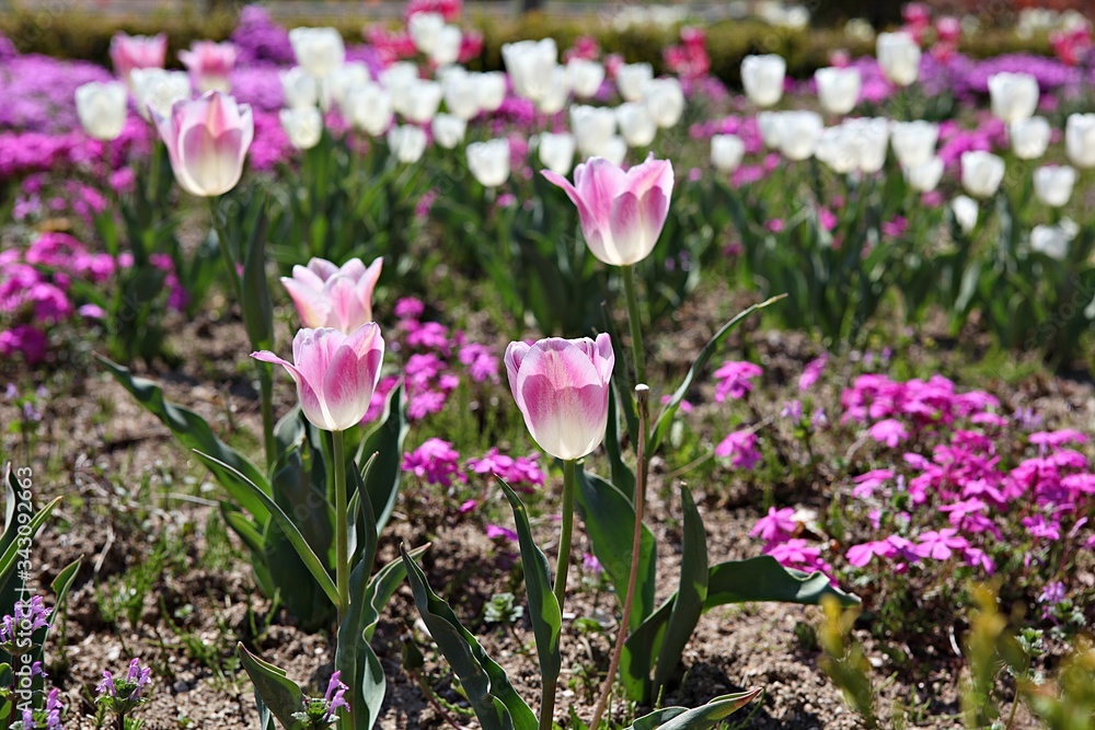 Fototapeta premium 한국 인천시 남동구 인천대공원 입니다