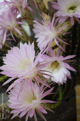 selenicereus grandiflorus Kaktus photo