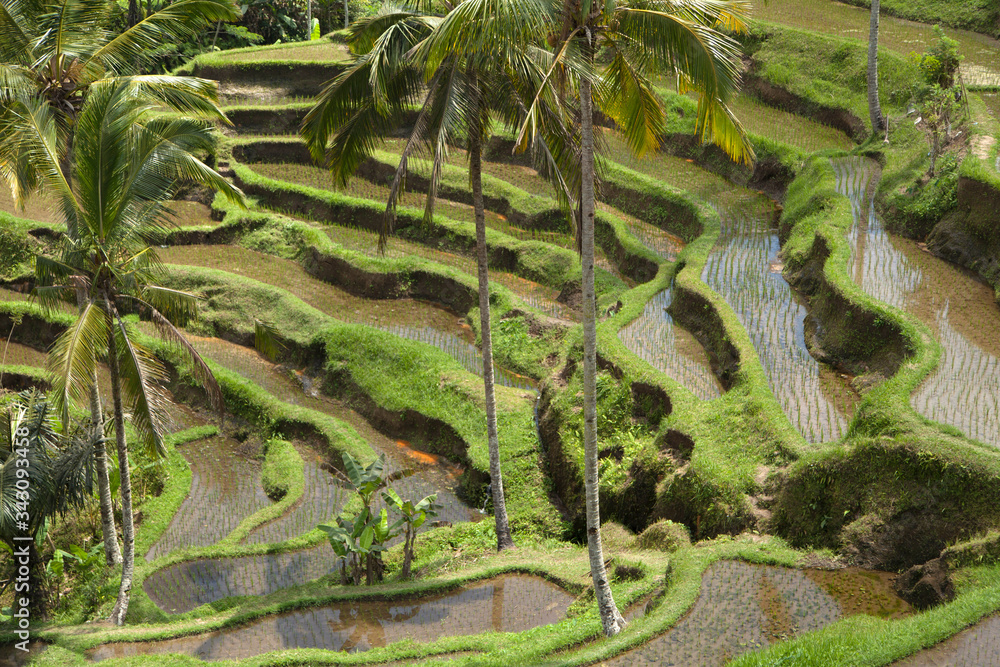 Beautiful rice terraces in the moring light near Tegallalang village, Ubud, Bali, Indonesia.
Beautiful rice terraces in the moring light near Tegallalang village, Ubud, Bali, Indonesia.