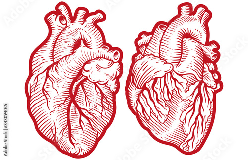 Vintage anatomical engraving style human hearts vector illustration