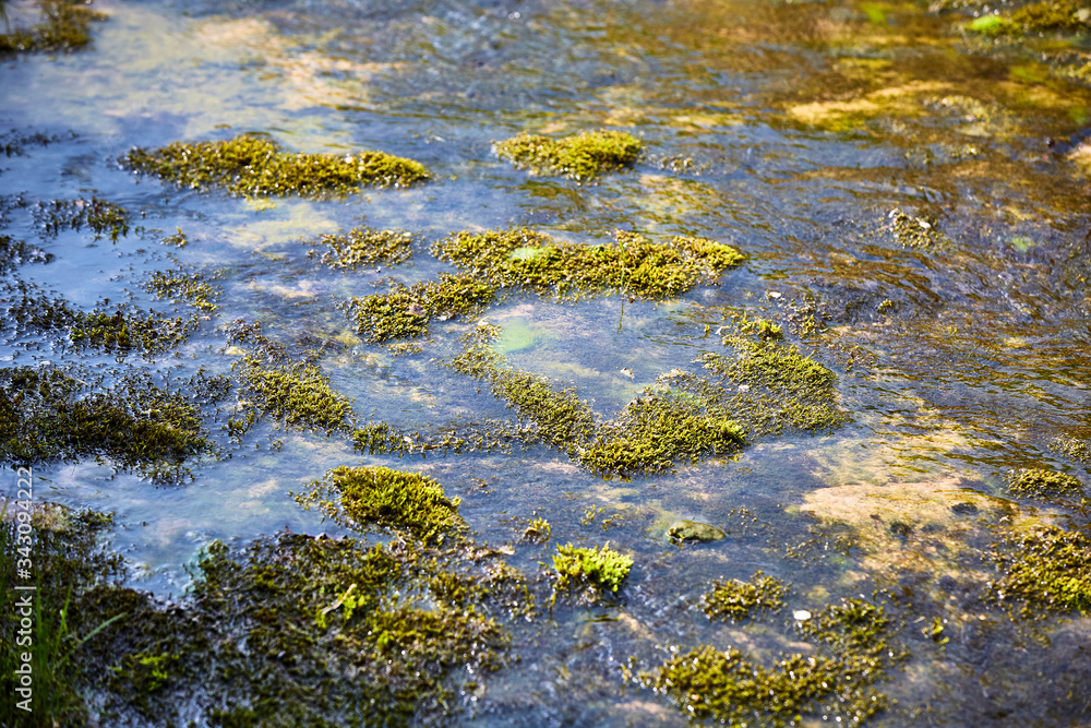 Fliessendes Wasser mit grünen Algen