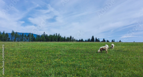 mountain sheep grazing in the meadow. Sheep in pasture. Sheep on grass.