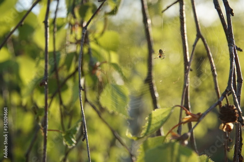 Fototapeta Naklejka Na Ścianę i Meble -  Pająk na drzewie