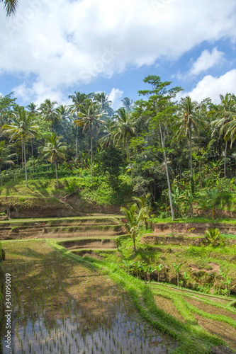  Beautiful rice terraces in the moring light near Tegallalang village  Ubud  Bali  Indonesia. 