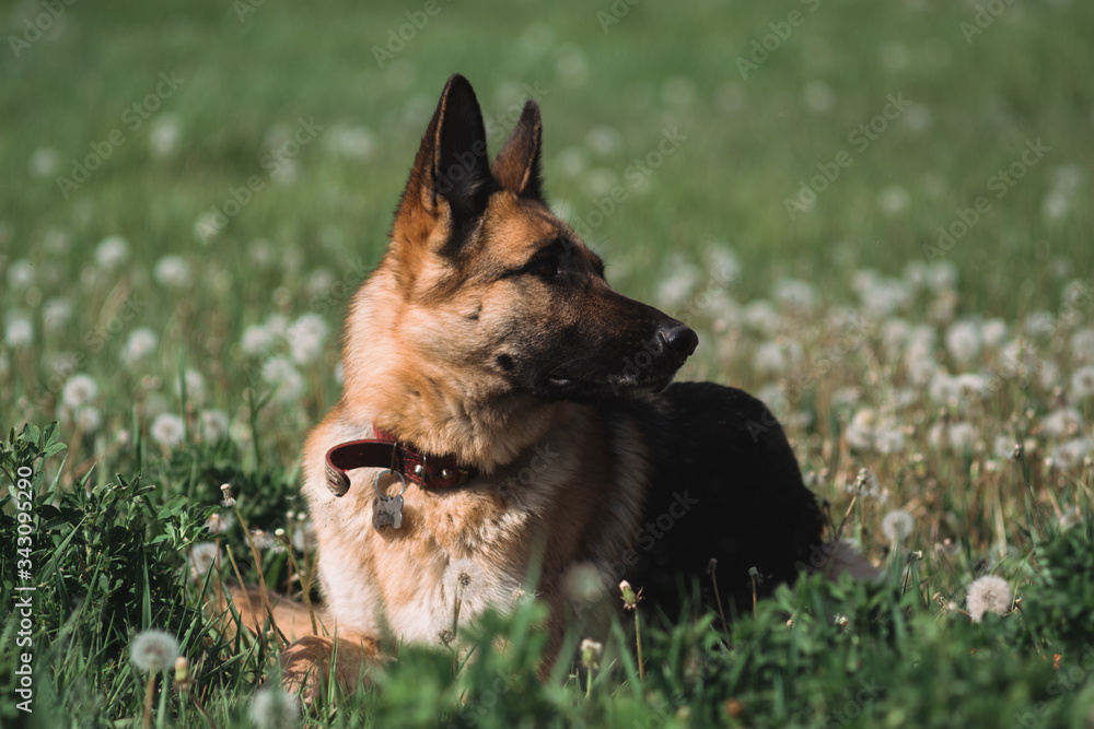 German shepherd lies in a field of dandelions, a shepherd in nature, a dog in the grass