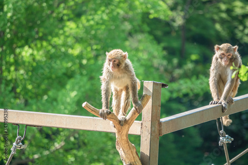 Zoo - Monkey © 飞 薛