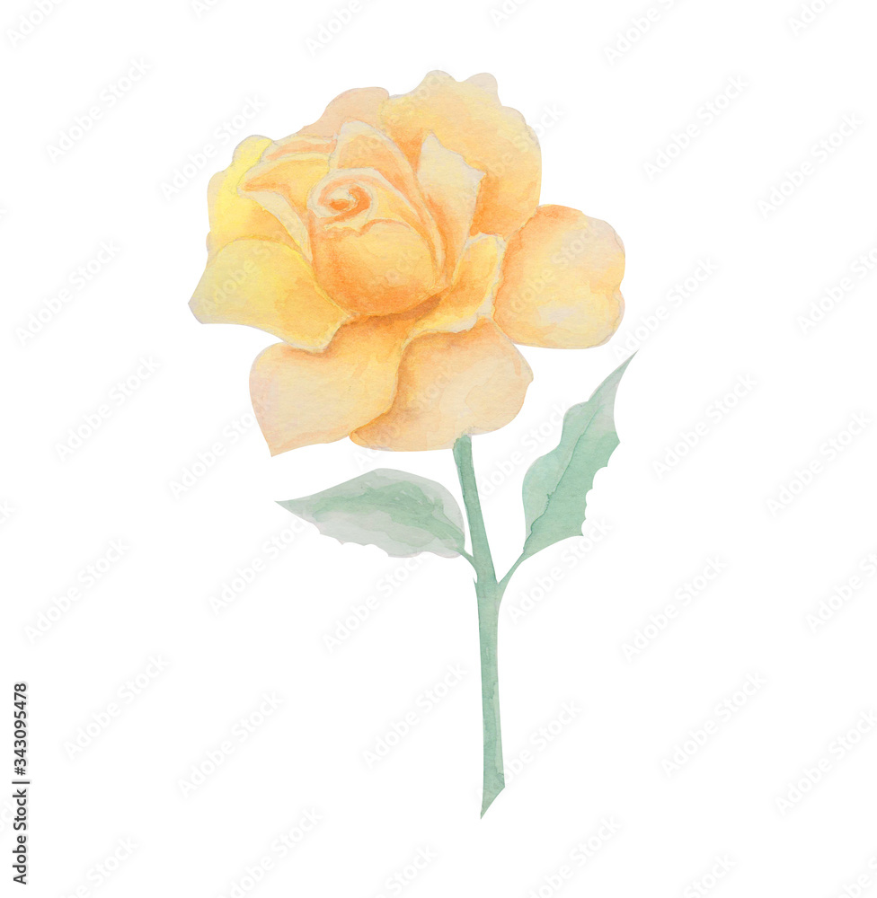 delicate yellow rose, watercolor flower flower illustration delicate yellow rose, watercolor flower flower illustration