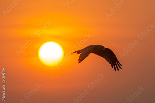 Evening Flight