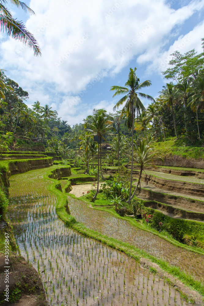 
Beautiful rice terraces in the moring light near Tegallalang village, Ubud, Bali, Indonesia.
