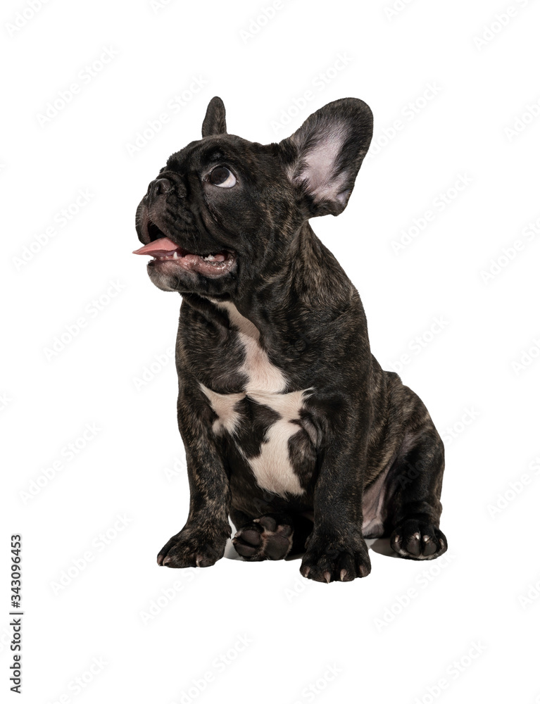 Close up of Brindle French bulldog puppy standing isolated on white background.