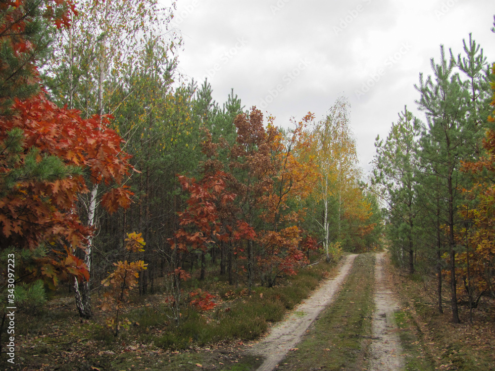 Naklejka premium dirt road in the autumn forest background