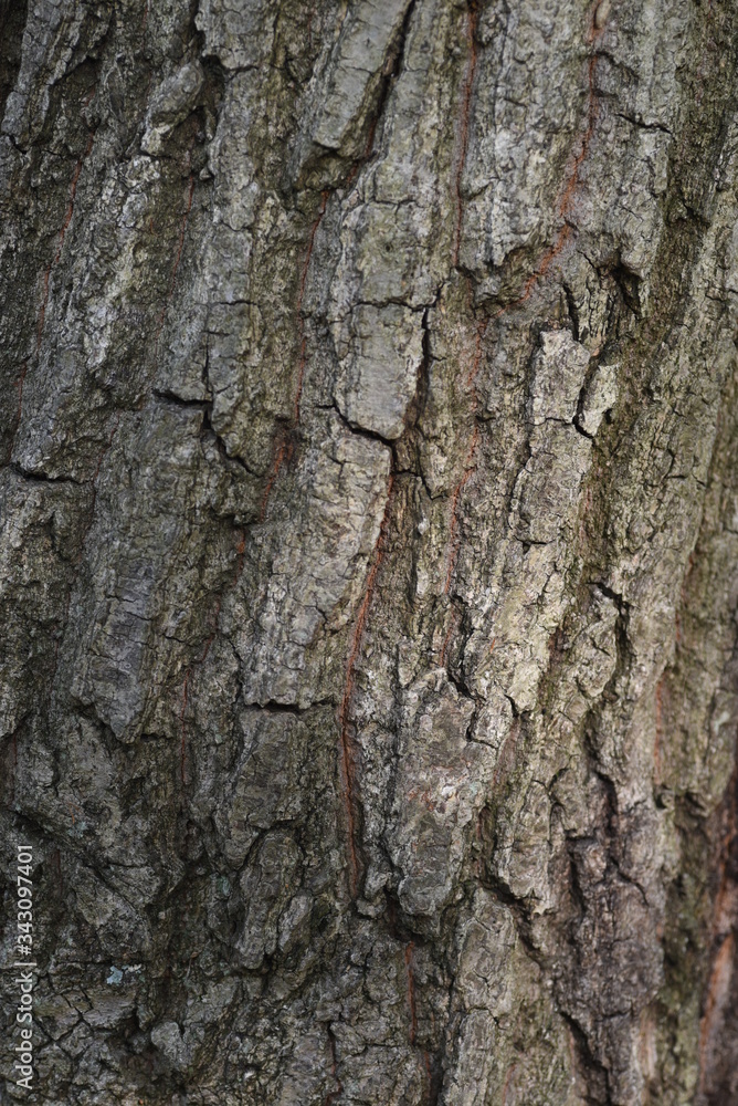 Quercus serrata bark and leaves / Fagaceae deciduous tree Quercus serrata bark and leaves / Fagaceae deciduous tree