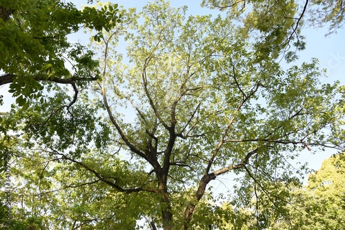Quercus serrata bark and leaves / Fagaceae deciduous tree