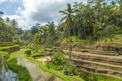  Beautiful rice terraces in the moring light near Tegallalang village, Ubud, Bali, Indonesia. 