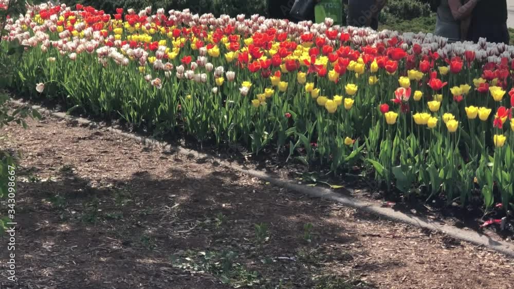 Tulips in bloom in Ottawa Tulip Festival Tulips in bloom in Ottawa Tulip Festival