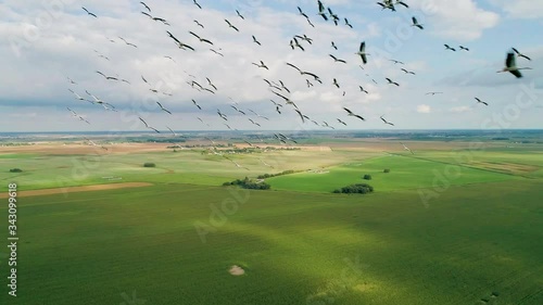 Flock of birds in flight over field. Aerial view. White stork. Drone shot of flying birds in slow motion.