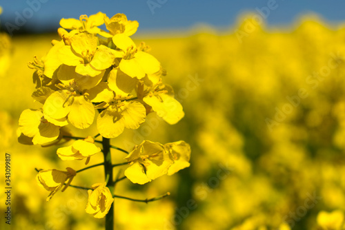 Rapefields the yellow nature spectacle photo