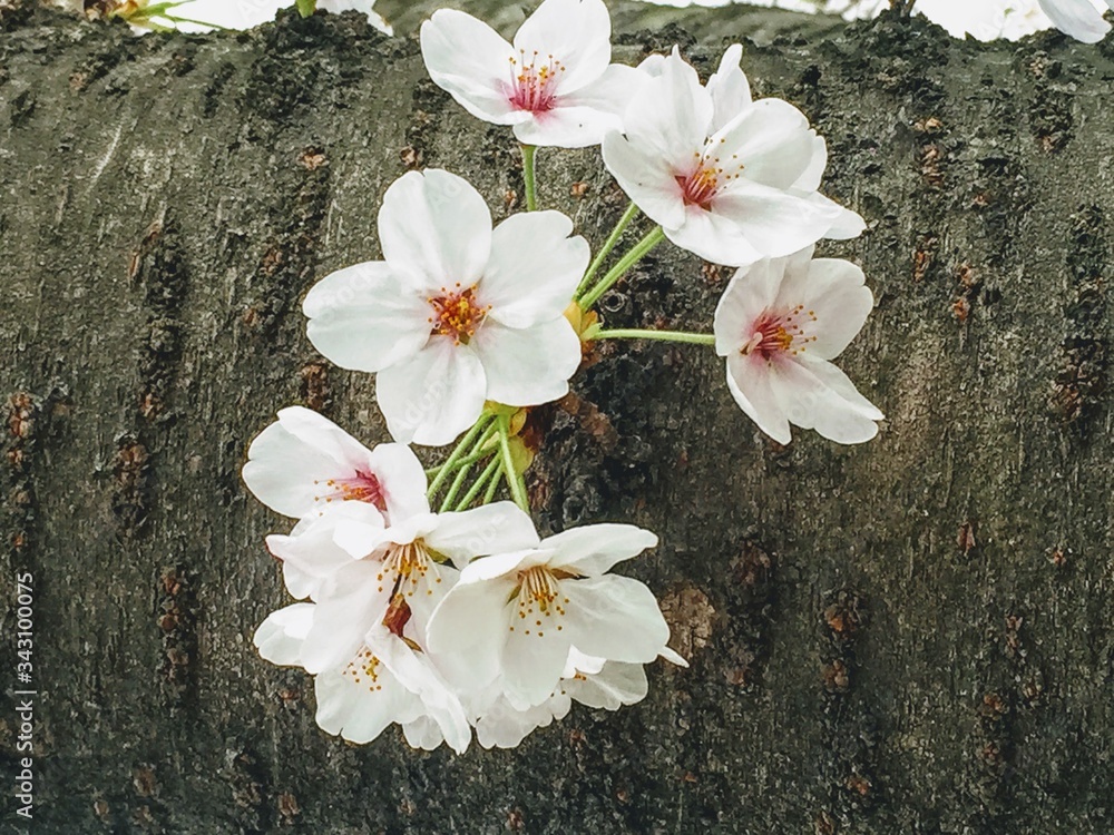 Fototapeta premium Japan Series: Sakura Bloom: