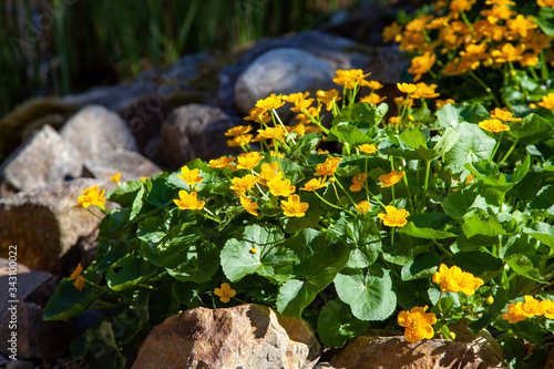 Yellow flowering buttercup growing between stones