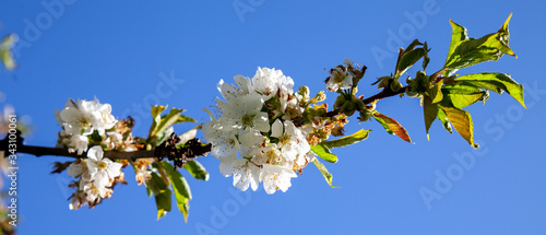 Blooming cherry blossoms against the blue sky