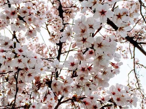Japan Series: Sakura Bloom: 