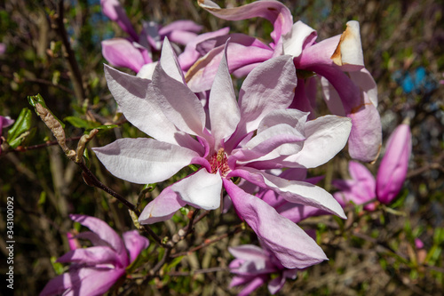 Large white-pink magnolia flower on a sunny spring day