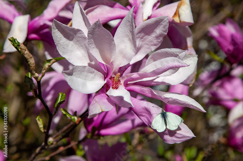 Large white-pink magnolia flower with a bow tie on a sunny spring day