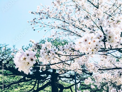 Japan Series: Sakura Bloom: 
