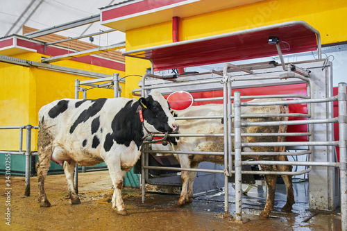 Automated cow farm. Milking machine, modern milk production technology at the factory