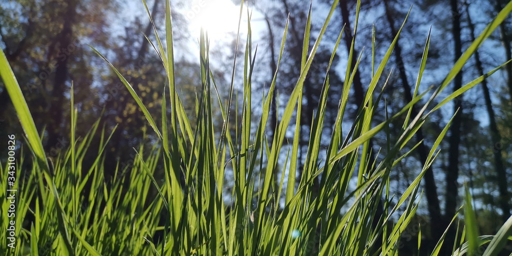 Fototapeta premium grass and water