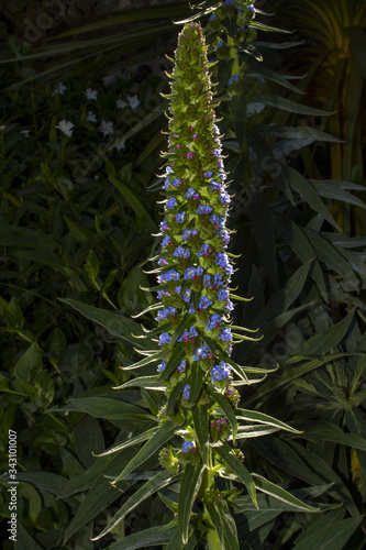 Echium candicans Pride of Madeira photo