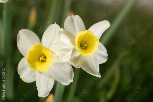 Gelb-weiße Narzissen Blüten  im Detail 