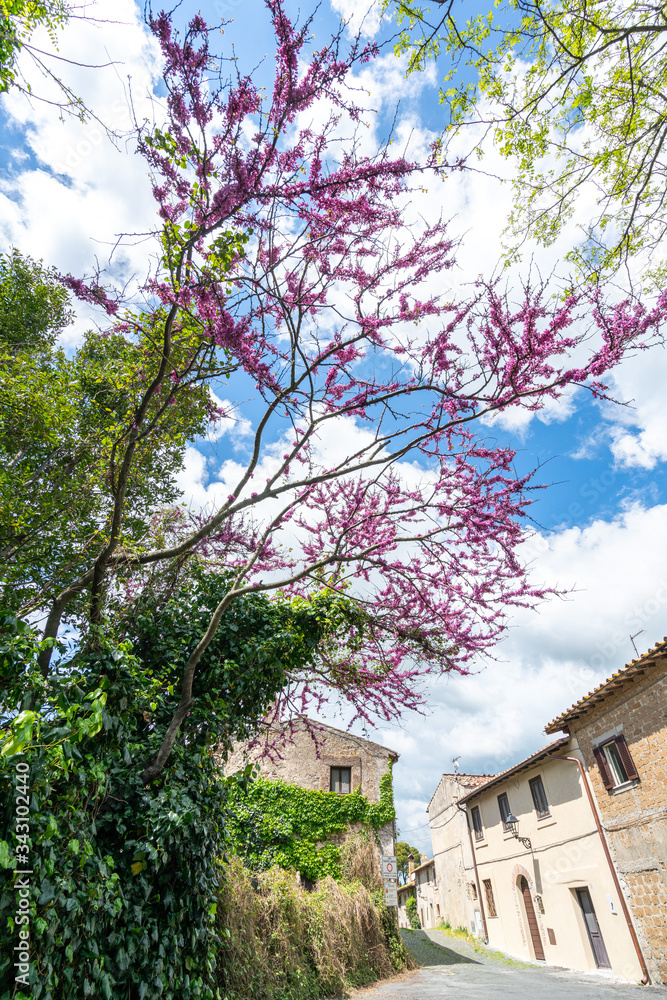A flowering tree surrounded by greenery A flowering tree surrounded by greenery